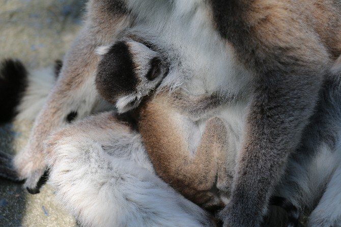 2 Günlük Yavru Lemur Hayvanat Bahçesinin Yeni Maskotu Oldu