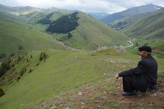 Karadeniz Yaylaları Çiçek Açtı