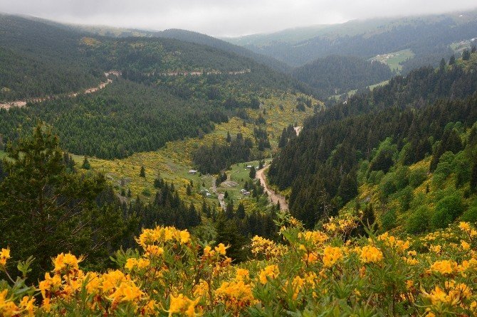Karadeniz Yaylaları Çiçek Açtı