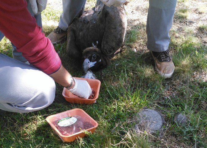 Çorum’da Tedavi Edilen 3 Akbaba Doğal Yaşamına Döndü