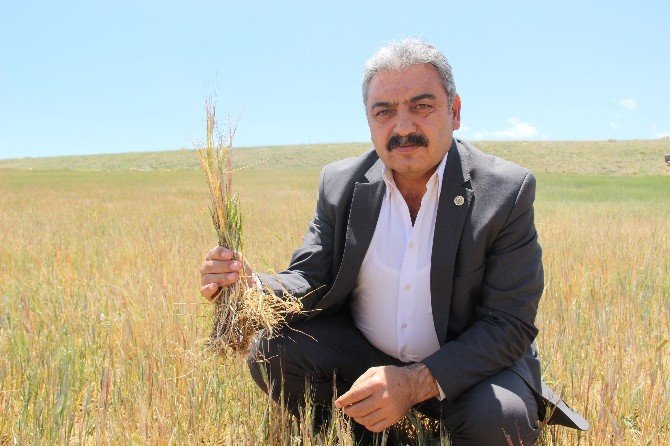 Karaman’da Arpa Ve Buğday Susuzluktan Kurudu