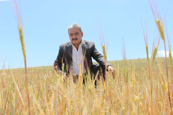 Karaman’da Arpa Ve Buğday Susuzluktan Kurudu