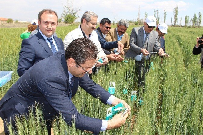Süneye Karşı Doğaya 500 Bin Adet Faydalı Böcek Salındı