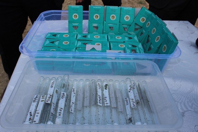 Süneye Karşı Doğaya 500 Bin Adet Faydalı Böcek Salındı