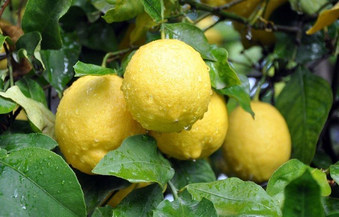 Limon 4 Aydır Yerinde Sayıyor