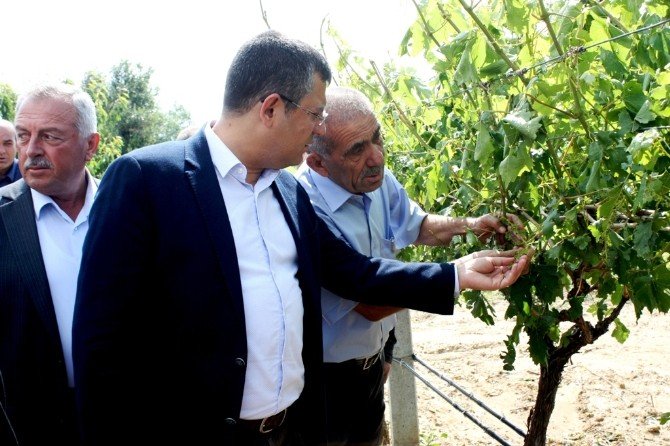 Chp’li Özel, Doludan Zarar Gören Üzüm Bağlarını İnceledi