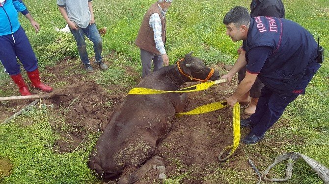 Sulama Kanalına Düşen İneği İtfaiye Kurtardı