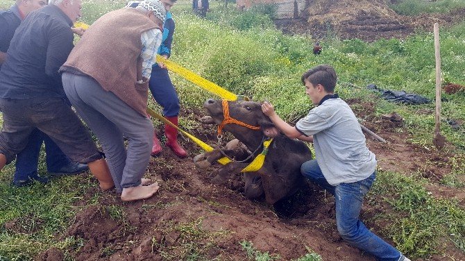 Sulama Kanalına Düşen İneği İtfaiye Kurtardı