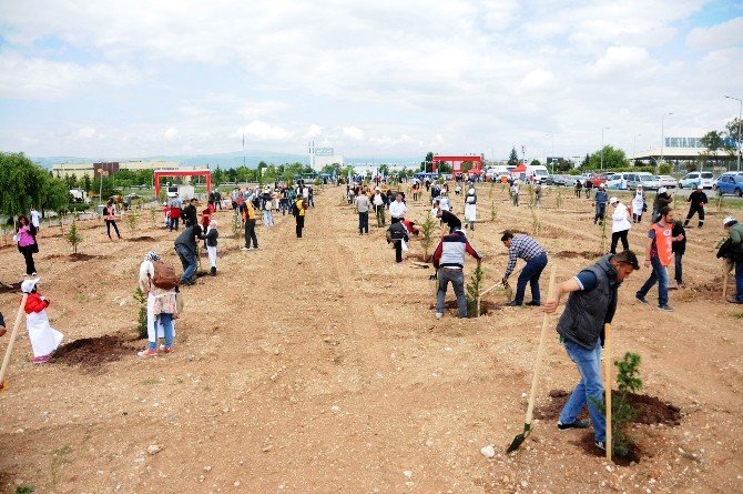 Odunpazarı Belediyesinden ‘Özgürlük Ormanı’