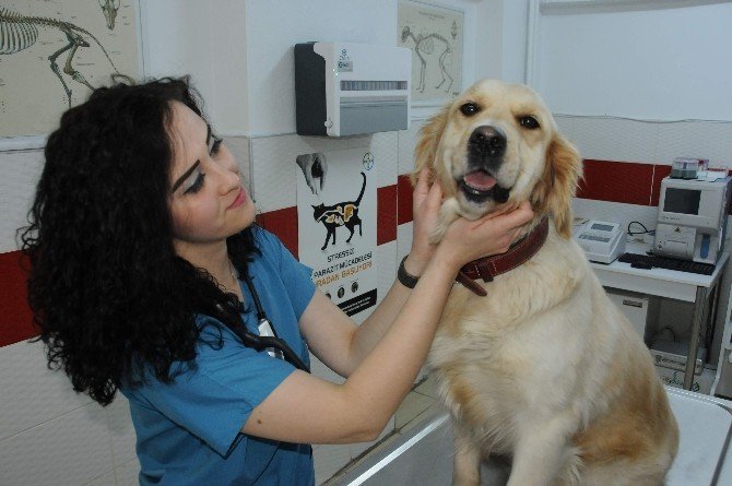 Tatile Giderken Pet Hayvanlarla İlgili Dikkat Edilmesi Gereken Hususlar