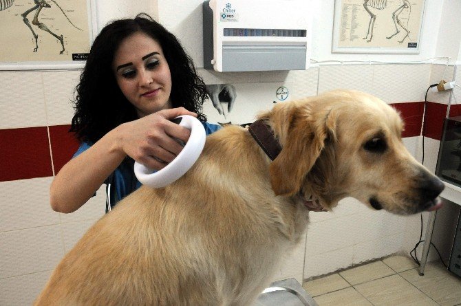 Tatile Giderken Pet Hayvanlarla İlgili Dikkat Edilmesi Gereken Hususlar