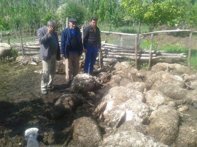 Yozgat’ta Ağıla Giren Kurtlar 75 Koyun Ve Kuzuyu Telef Etti