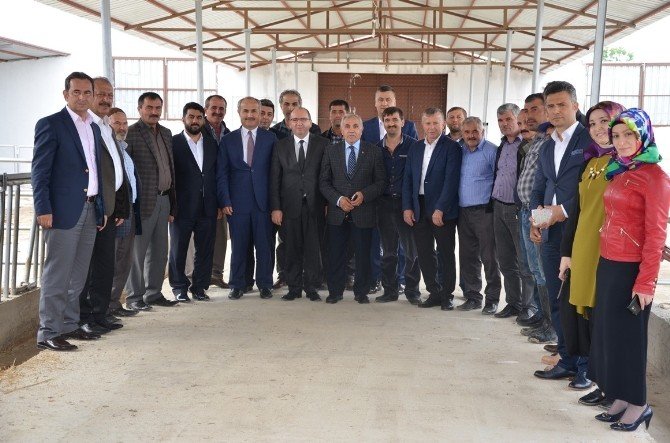 Bafra Sydv’den Manda Dağıtımı