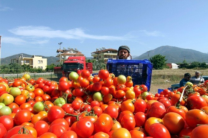 Domates Fiyatları Dibi Gördü