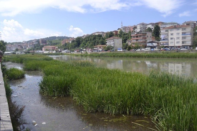 Alaplı’da ’İsrail Sazanı’ Paniği