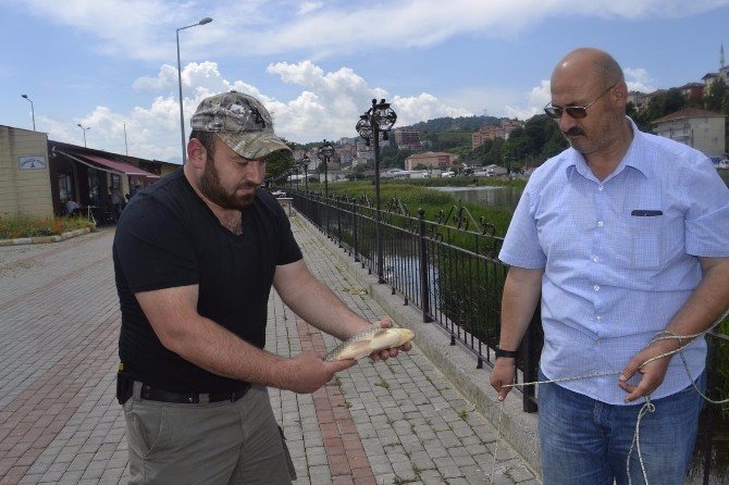 Alaplı’da ’İsrail Sazanı’ Paniği