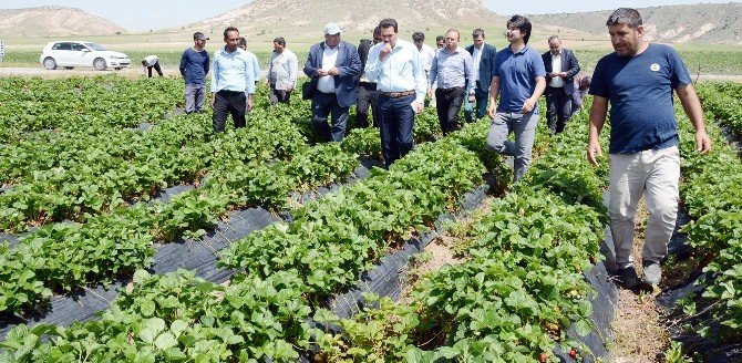 Tarım İşçisi Olarak Geldiği Şehirde Bir İlki Gerçekleştirdi