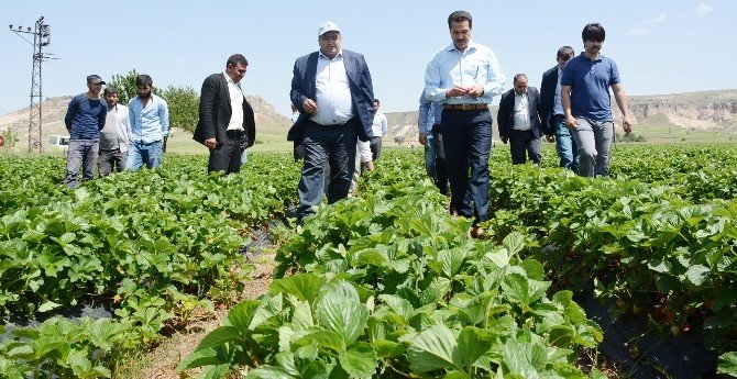 Tarım İşçisi Olarak Geldiği Şehirde Bir İlki Gerçekleştirdi