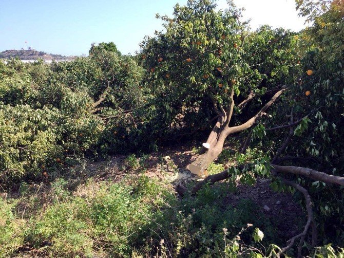 Alanya’da Portakal Ve Limon Ağacı Katliamı