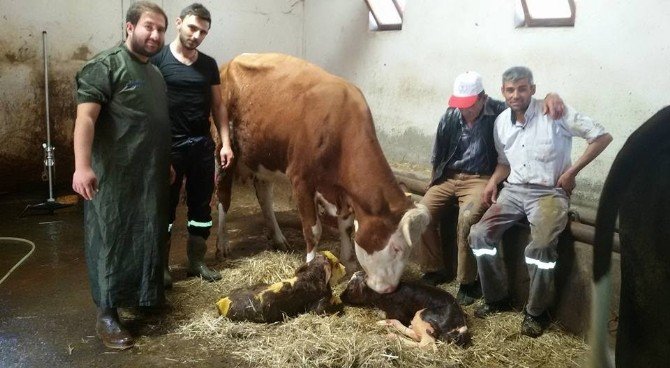 Kümbet Mahallesinde İkiz Buzağı Sevinci Sürüyor