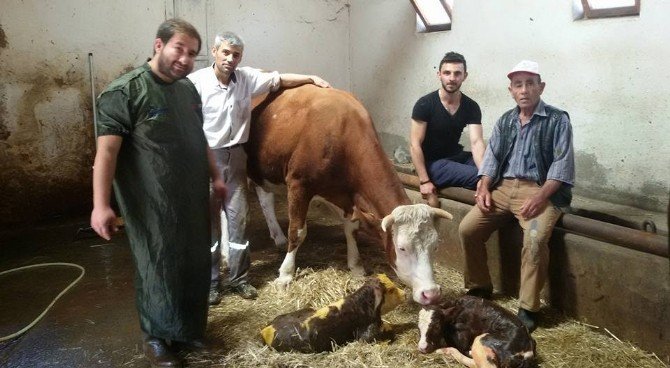 Kümbet Mahallesinde İkiz Buzağı Sevinci Sürüyor