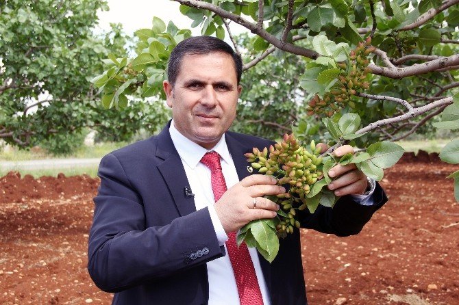 Antepfıstığı Üreticisinin Yüzünü Güldürecek