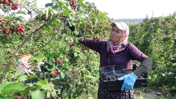 Silifke’de Böğürtlen Hasadı Başladı