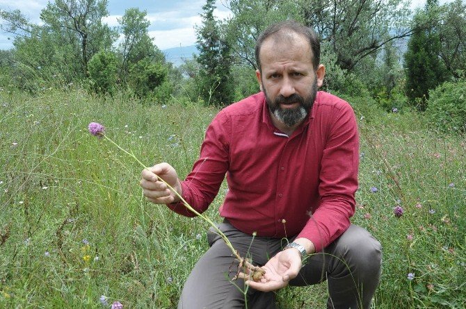 Orkideler Yok Olma Tehlikesi Altında