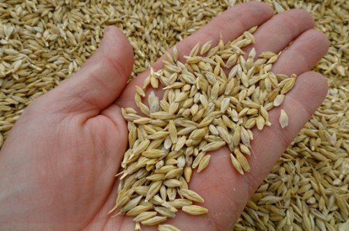 Arpa Buğdayı Çiftçinin Yüzünü Güldürecek