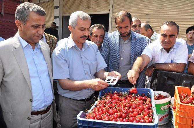 İhraçlık Kiraz Hasadı Başladı