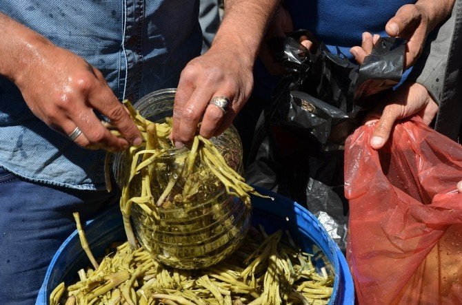 Jağ Turşusuna Yoğun İlgi