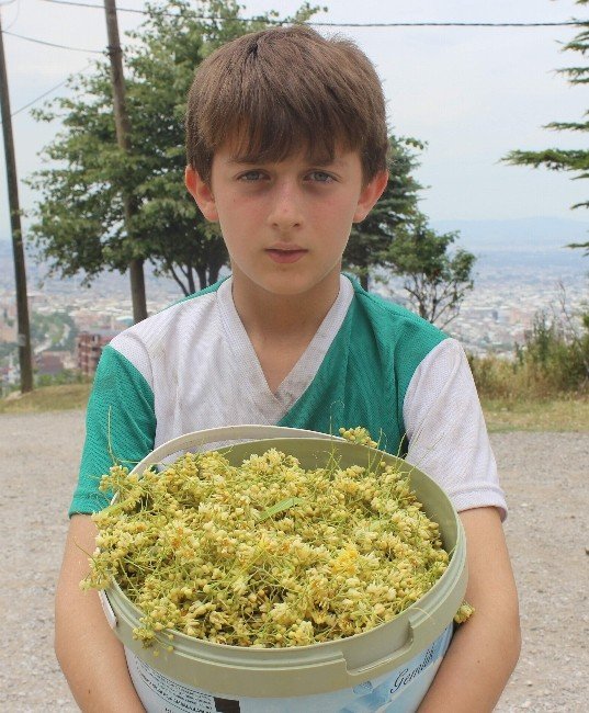 Geçen Yıl Fiyatı Altınla Yarışan Ihlamur Yarı Yarıya Ucuzladı