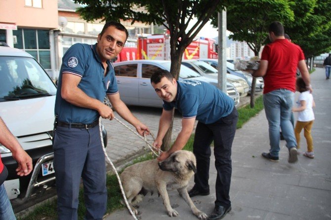 Çayda Mahsur Kalan Köpeği İtfaiye Kurtardı