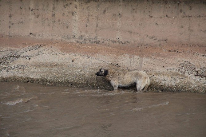 Çayda Mahsur Kalan Köpeği İtfaiye Kurtardı