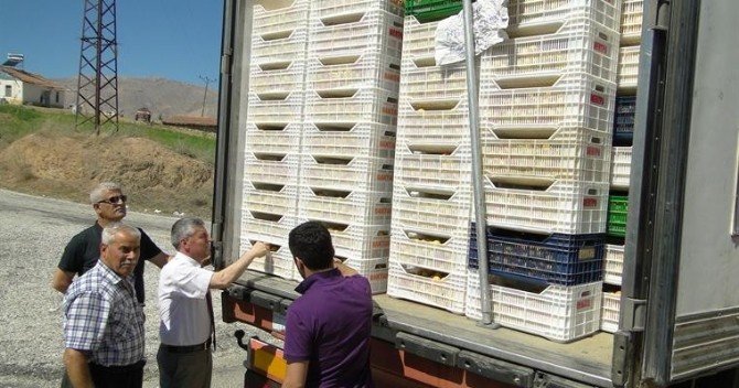 Malatya’da Kayısı Hasadı Başladı
