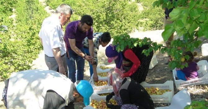 Malatya’da Kayısı Hasadı Başladı