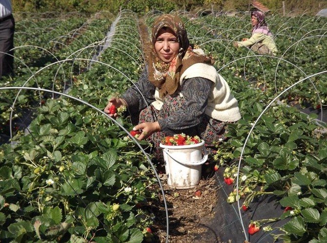 Yalova’daki Çilek Hasadının Yüzde 40’ı Tamamlandı