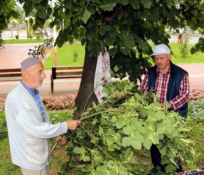 Altınla Yarışan Ihlamurun Fiyatında Düşüş Bekleniyor