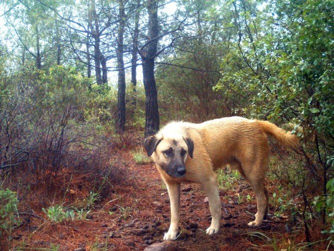 Muğla’da Yaban Hayatı Tehdit Altında