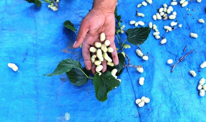 Dut Pekmezi Oruçluların Vazgeçilmezi Oldu