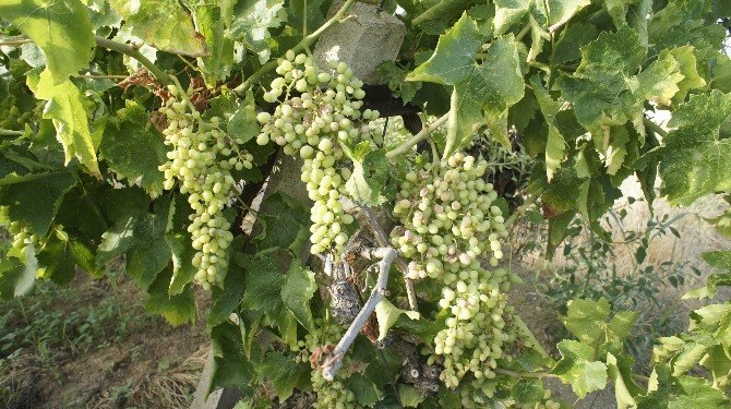 Üzümcüyü Dolu Ve Don Afetinden Sonra Güneş Vurdu