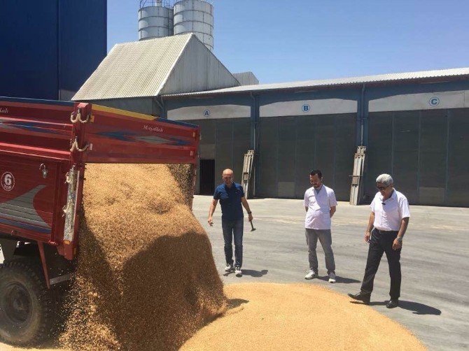 Polatlı’da Yılın İlk Mahsul Buğdayı Satıldı