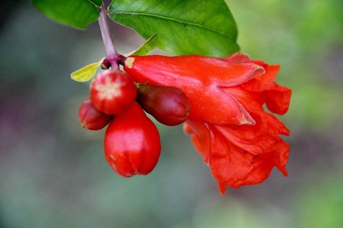 Safra Kesesi Taşına Nar Çiçeği Çayı