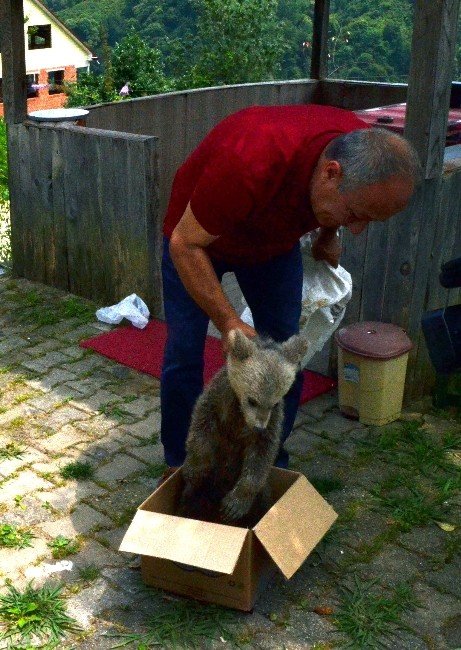 Trabzon’da Korumaya Alınan Yavru Ayı Fenalaştı