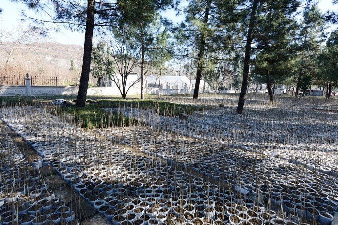 Zonguldak Tüplü Fındık Üretimini Başarı İle Tamamladı