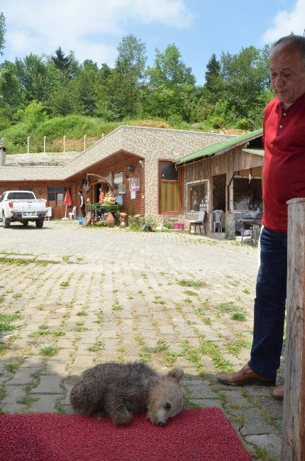 Trabzon’da Korumaya Alınan Yavru Ayı Fenalaştı