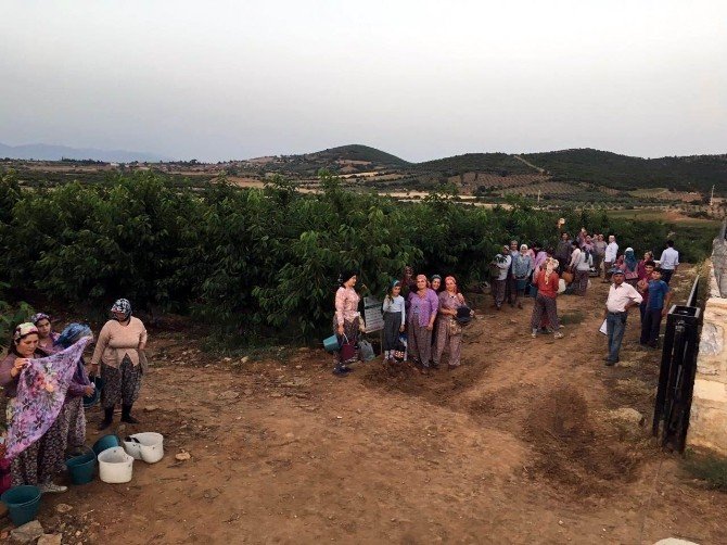 Avrupalı Salihli Kirazını Sevdi, Hedef Çin Pazarı