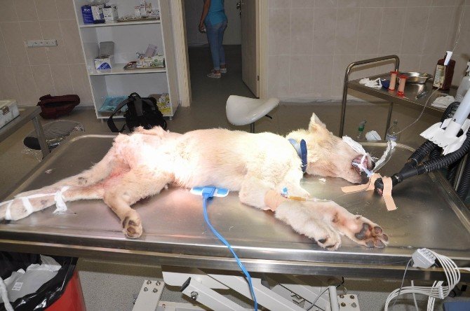 Yavru Köpek, Yaşamını Üç Ayakla Sürdürecek