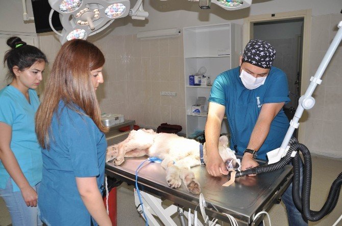 Yavru Köpek, Yaşamını Üç Ayakla Sürdürecek