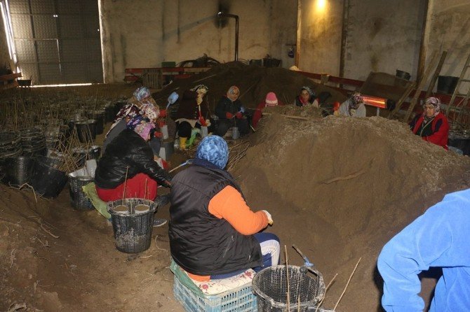 Zonguldak Tüplü Fındık Üretimini Başarı İle Tamamladı